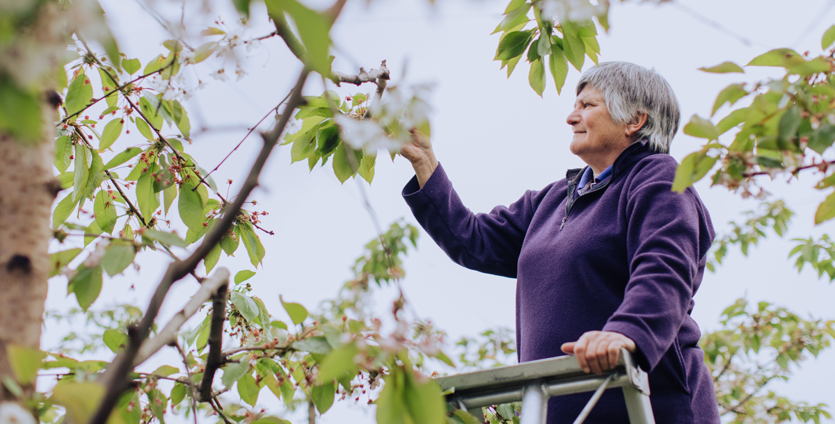 a woman at the top of a ladder pruning branches at an orchard